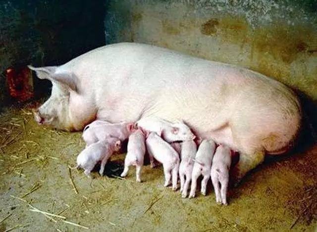 热应激极易引发母猪子宫内膜炎,防控的关键在于母猪小围产的生殖保健